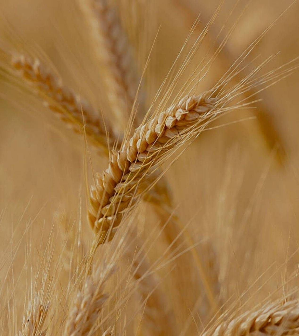 Spiga di grano matura