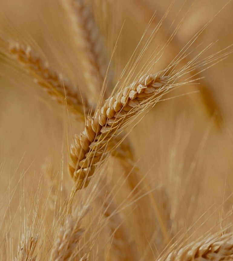 Spiga di grano matura